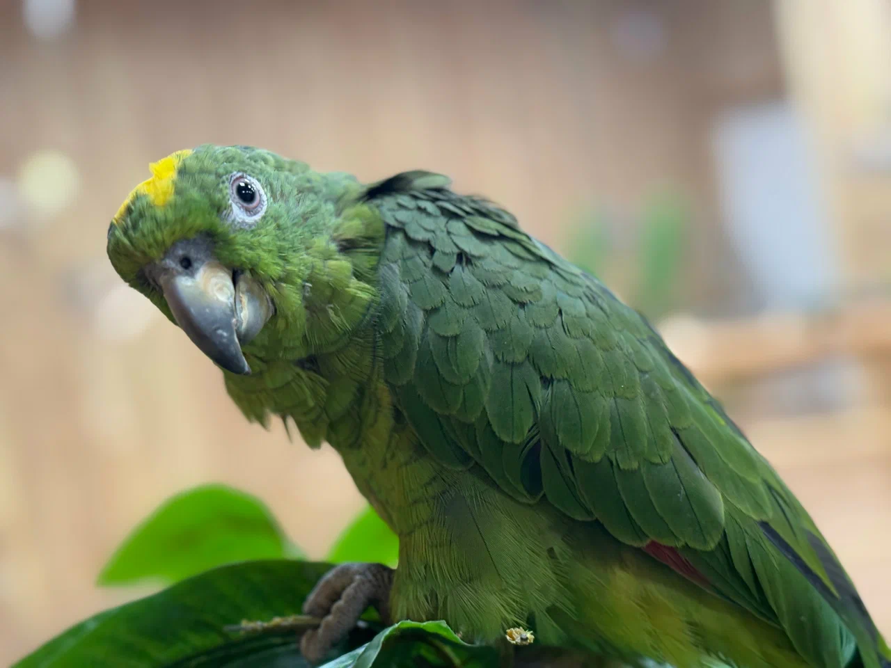 ОТКРЫТИЕ ПЛАНЕТЫ ПОПУГАЕВ