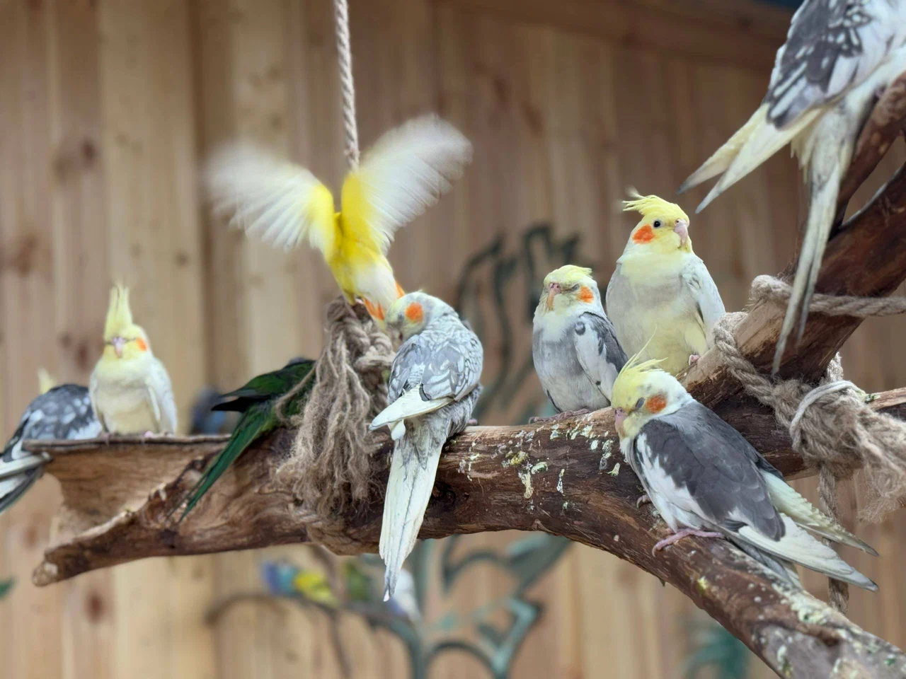 ОТКРЫТИЕ ПЛАНЕТЫ ПОПУГАЕВ