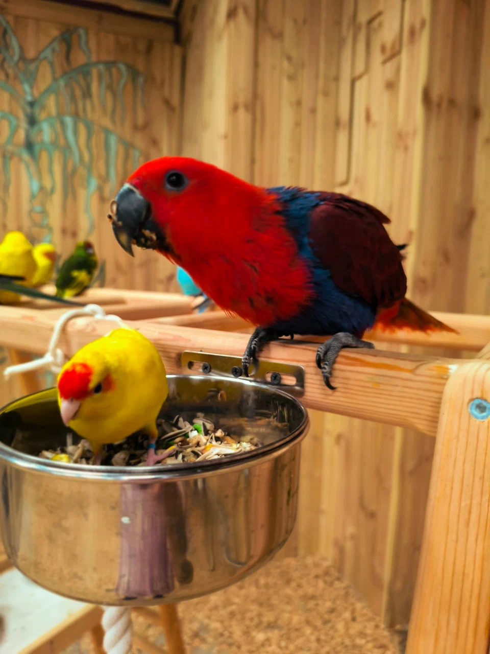 ОТКРЫТИЕ ПЛАНЕТЫ ПОПУГАЕВ