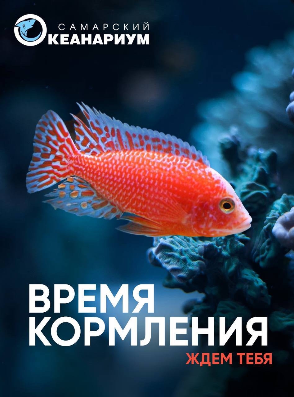 Время кормления животных в океанариуме